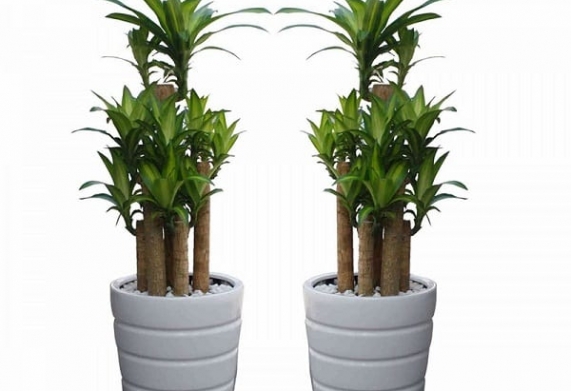 Cách trồng cây phát tài: Hướng dẫn cách chăm sóc cây phát tài trong nhà luôn tươi tốt