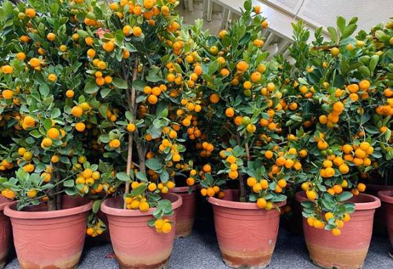 Cách trồng cây quất trong chậu cho trái quanh năm 