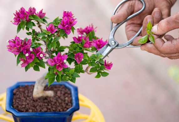 Cách trồng hoa giấy trong chậu hiệu quả để cây phát triển tốt, cho hoa quanh năm