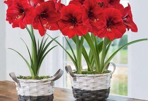 Cách trồng hoa huệ đỏ nở vào dịp tết rực rỡ 