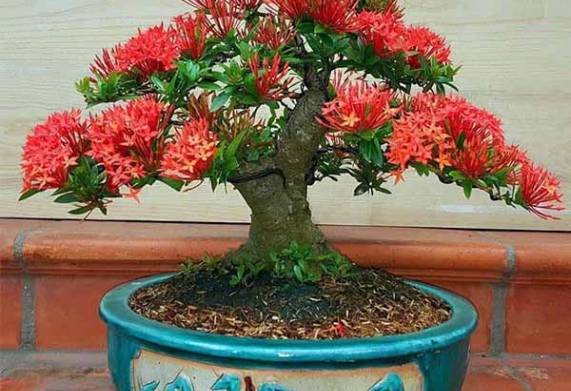 Cách uốn cây bông trang để cây có dáng đẹp, chuẩn, bông nhiều