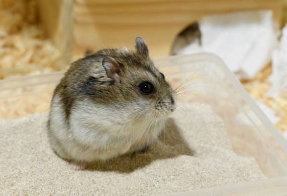 Cát tắm cho chuột hamster là gì? Công dụng và các loại cát tắm cho chuột hamster