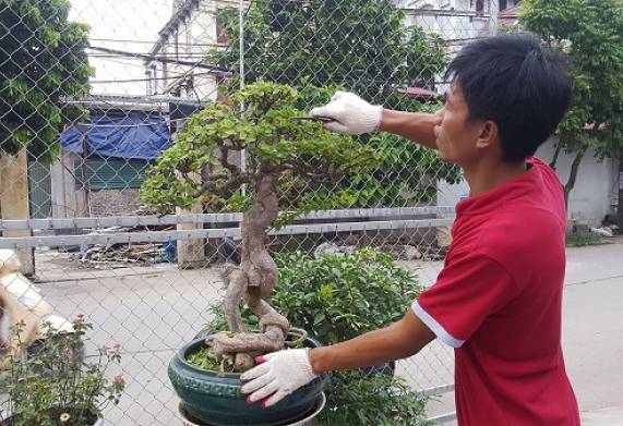 Kỹ thuật cắt tỉa hoa giấy đón tết 2022