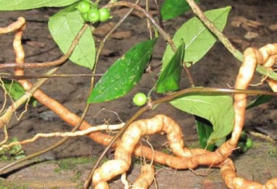 Cây ba kích: Nguồn gốc, đặc điểm hình dáng, sinh trưởng và công dụng