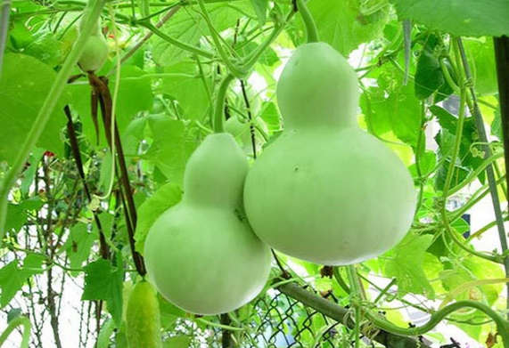 Cây bầu hồ lô: Nguồn gốc, đặc điểm và công dụng