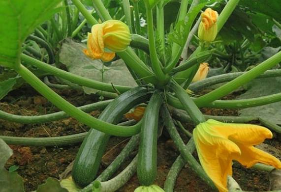 Nhu cầu dinh dưỡng của cây bí ngồi và cách bón phân cho cây 