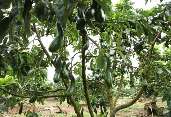 Cây bơ sáp: Đặc điểm hình thái và giá trị dinh dưỡng