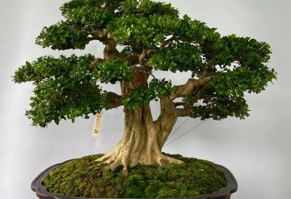 Tổng hợp các loại cây bonsai giá rẻ được yêu thích nhất