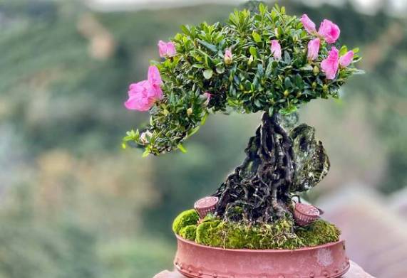 Top 9 cây bonsai mini giá rẻ được nhiều người ưa chuộng