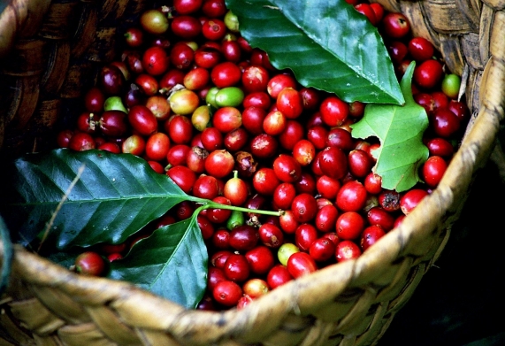 Giá cà phê hôm nay 10/1: Giá robusta đạt mức 2.435 USD/tấn