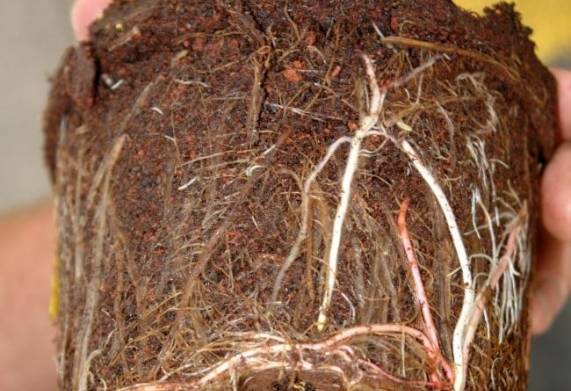 Cây cảnh bị thối rễ: Nguyên nhân, triệu chứng và cách phòng trị