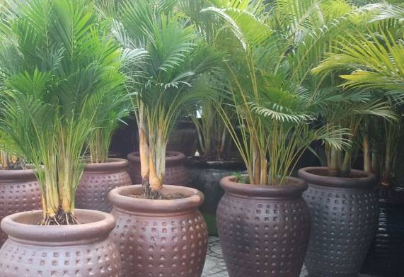 Cây cau vàng: đặc điểm, ý nghĩa và công dụng của cây cau kiểng vàng