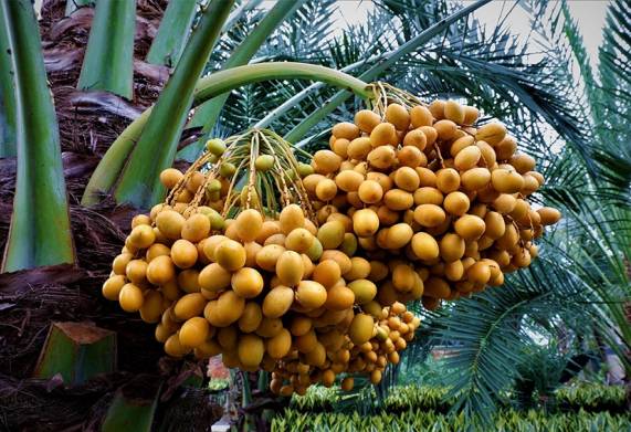 Cây chà là: đặc điểm, nguồn gốc và công dụng