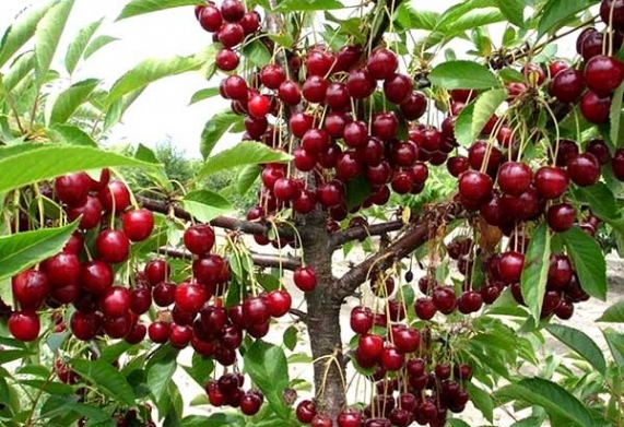 Cây cherry: Nguồn gốc và đặc điểm hình dáng