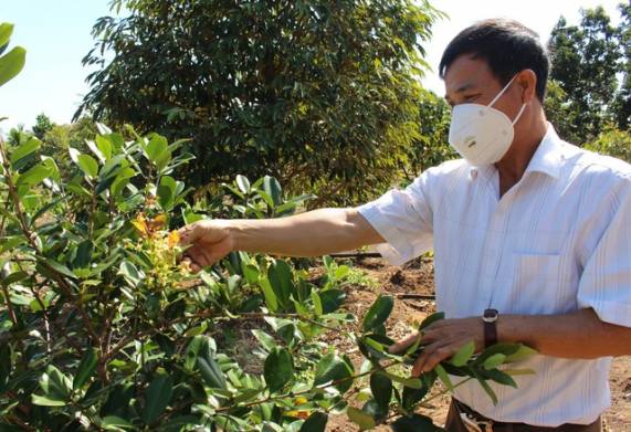 Nông dân Đăk Lăk trồng cây cherry bán đắt như “vàng”