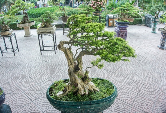Mai chiếu thủy bị khô cành: nguyên nhân và cách khắc phục