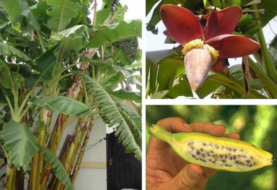 Cây chuối hột: Nguồn gốc, đặc điểm hình dáng, sinh trưởng và công dụng