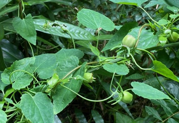 Cây đảng sâm - Đặc điểm phân bố và hình thái