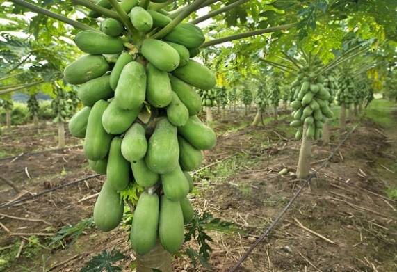 Cách bón phân cho giống đu đủ lùn đạt năng suất cao