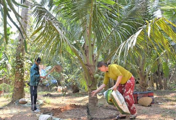 Nhu cầu dinh dưỡng và cách bón phân cho cây dừa lùn