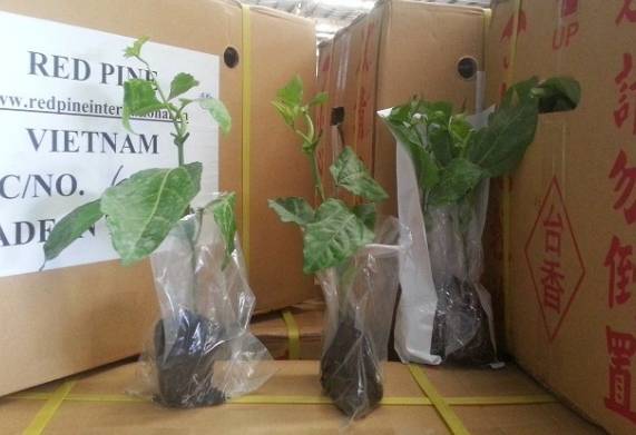 Mách bạn các địa chỉ bán cây giống uy tín tại thành phố Hồ Chí Minh 