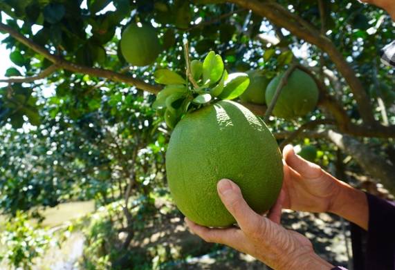 Cây giống bưởi da xanh: Nguồn gốc, đặc điểm hình dáng và sinh trưởng