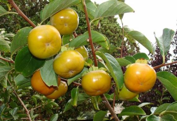 Nguồn gốc, đặc điểm hình dáng, thích nghi của cây giống hồng giòn