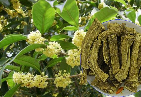 Nguồn gốc, đặc điểm và ý nghĩa của cây giống mộc hương
