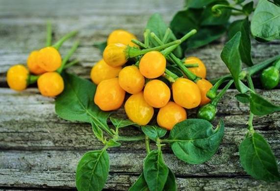 Cây giống ớt charapita: Nguồn gốc, đặc điểm hình dáng và công dụng