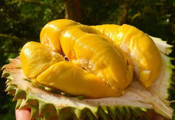 Cây giống sầu riêng musang king: nguồn gốc, đặc điểm và phân loại 