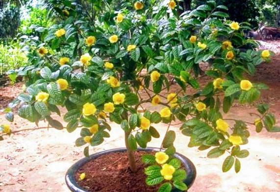 Cây giống trà hoa vàng: nguồn gốc, đặc đặc hình dáng và công dụng 