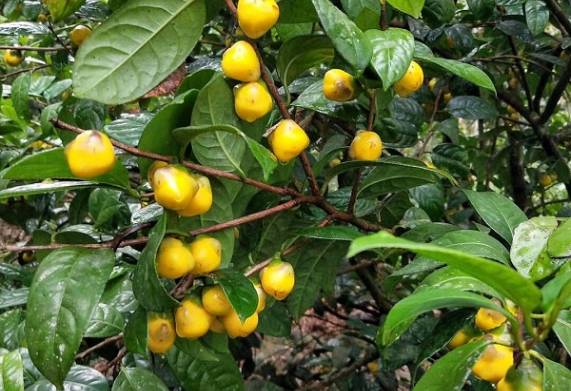 Làm giàu từ cây giống trà hoa vàng