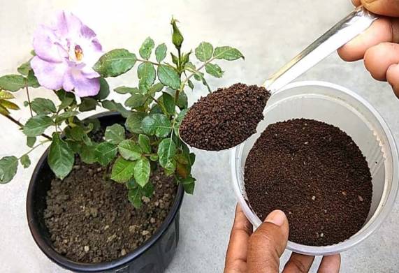 Biện pháp phòng ngừa cây hoa hồng bị úng nước vào mùa mưa