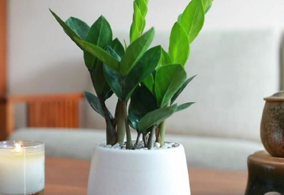 Cây Kim Tiền: Nguồn gốc, đặc điểm nhận biết, giá trị của cây kim tiền