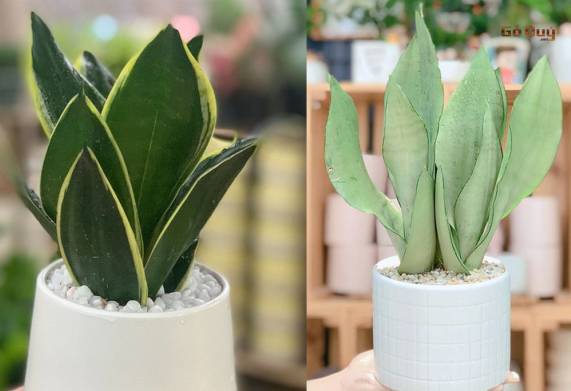 Cây lưỡi hổ: Tất tần tật thông tin cần biết về cây, công dụng của cây trong đời sống
