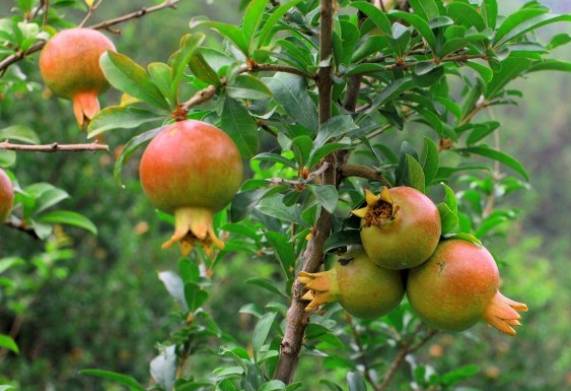 Cây lựu giống: Tìm hiểu nguồn gốc, đặc điểm hình dáng và điều kiện thích nghi