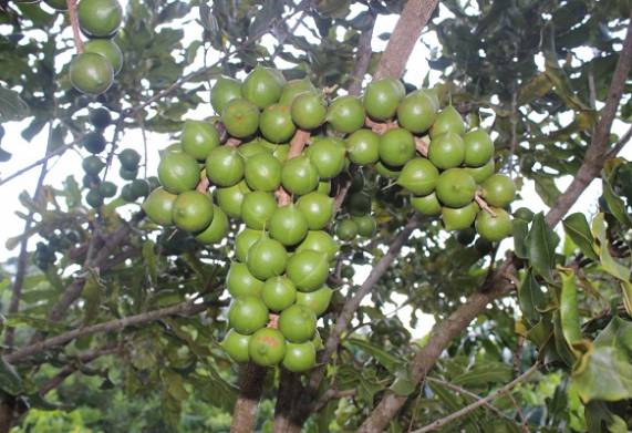 Nhu cầu dinh dưỡng và cách bón phân cho cây macca thời kỳ kiến thiết cơ bản