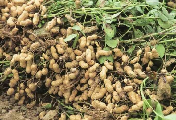 TOP các loại cây nông nghiệp ngắn ngày cho hiệu quả kinh tế cao