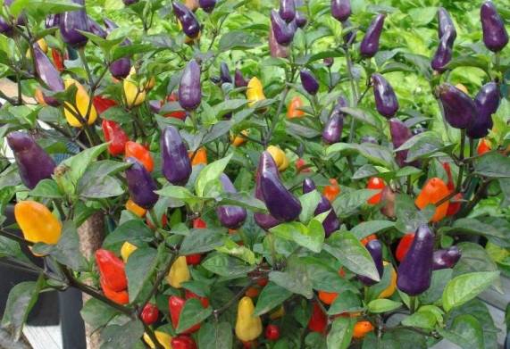 Nguồn gốc và đặc điểm hình dáng của cây ớt giống