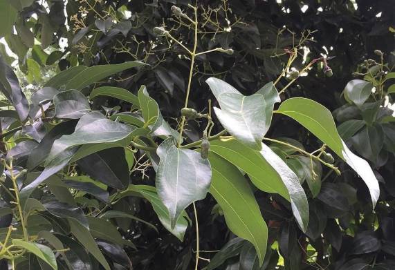 Phòng bệnh tua mực (u bướu) trên cây quế