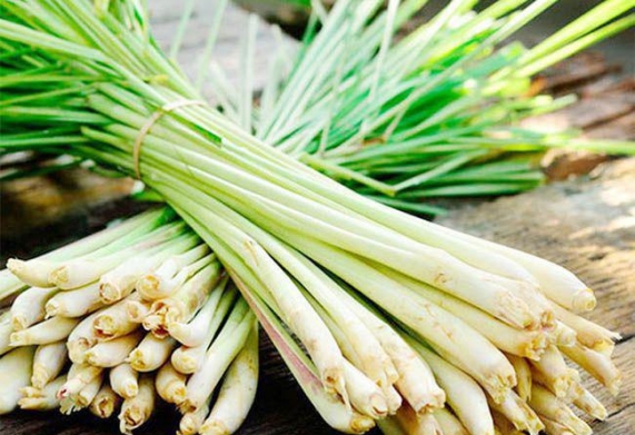Cơ hội hợp tác với vị khách hàng người Hàn Quốc cho đơn hàng nhập khẩu sả tươi