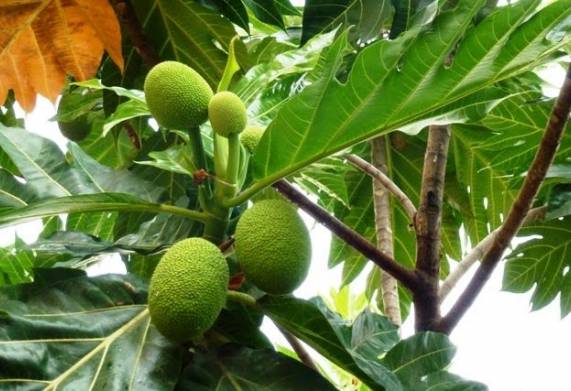 Cây giống sake: Nguồn gốc, đặc điểm và công dụng