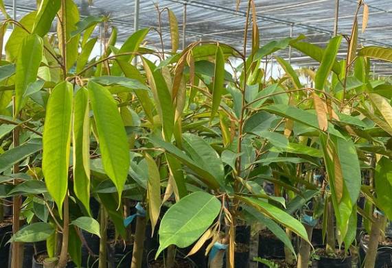 Cây sầu riêng giống: Nguồn gốc, đặc điểm và công dụng