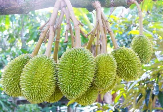 Cây sầu riêng giống: Nguồn gốc, đặc điểm thực vật và sinh trưởng
