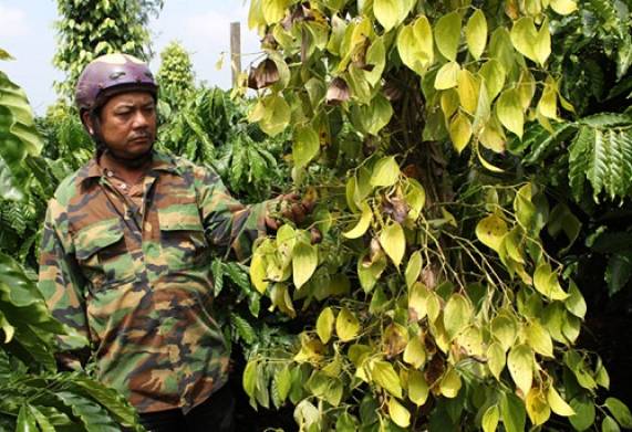 Cây hồ tiêu bị vàng lá: Nguyên nhân và cách điều trị bệnh hiệu quả 