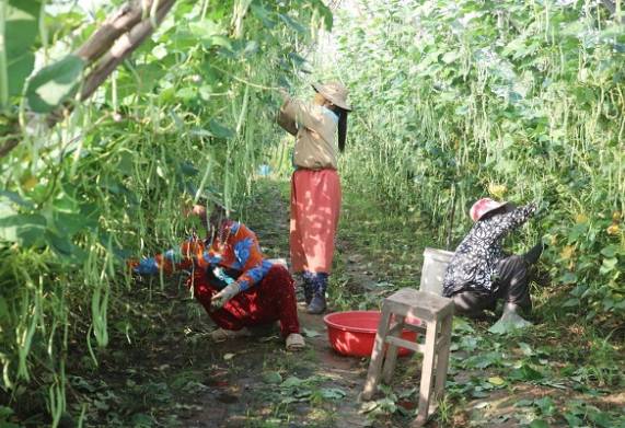 Top 4 cây trồng ngắn ngày siêu lợi nhuận, mang lại hiệu quả kinh tế cao