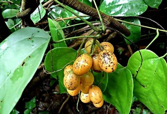 Cây vàng đắng: Nguồn gốc, đặc điểm thực vật và công dụng 