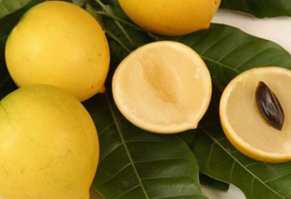 Cây vú sữa hoàng kim: nguồn gốc, đặc điểm hình thái, sinh trưởng