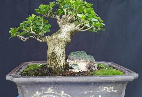 Chậu xi măng bonsai là gì? Công dụng, cấu tạo của chậu xi măng bonsai 