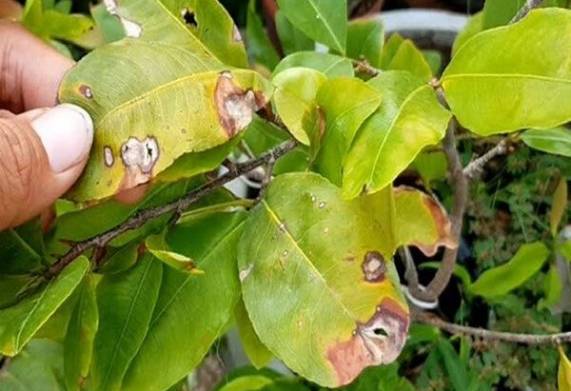 Nguyên nhân và cách chăm sóc cây mai bị cháy lá hiệu quả
